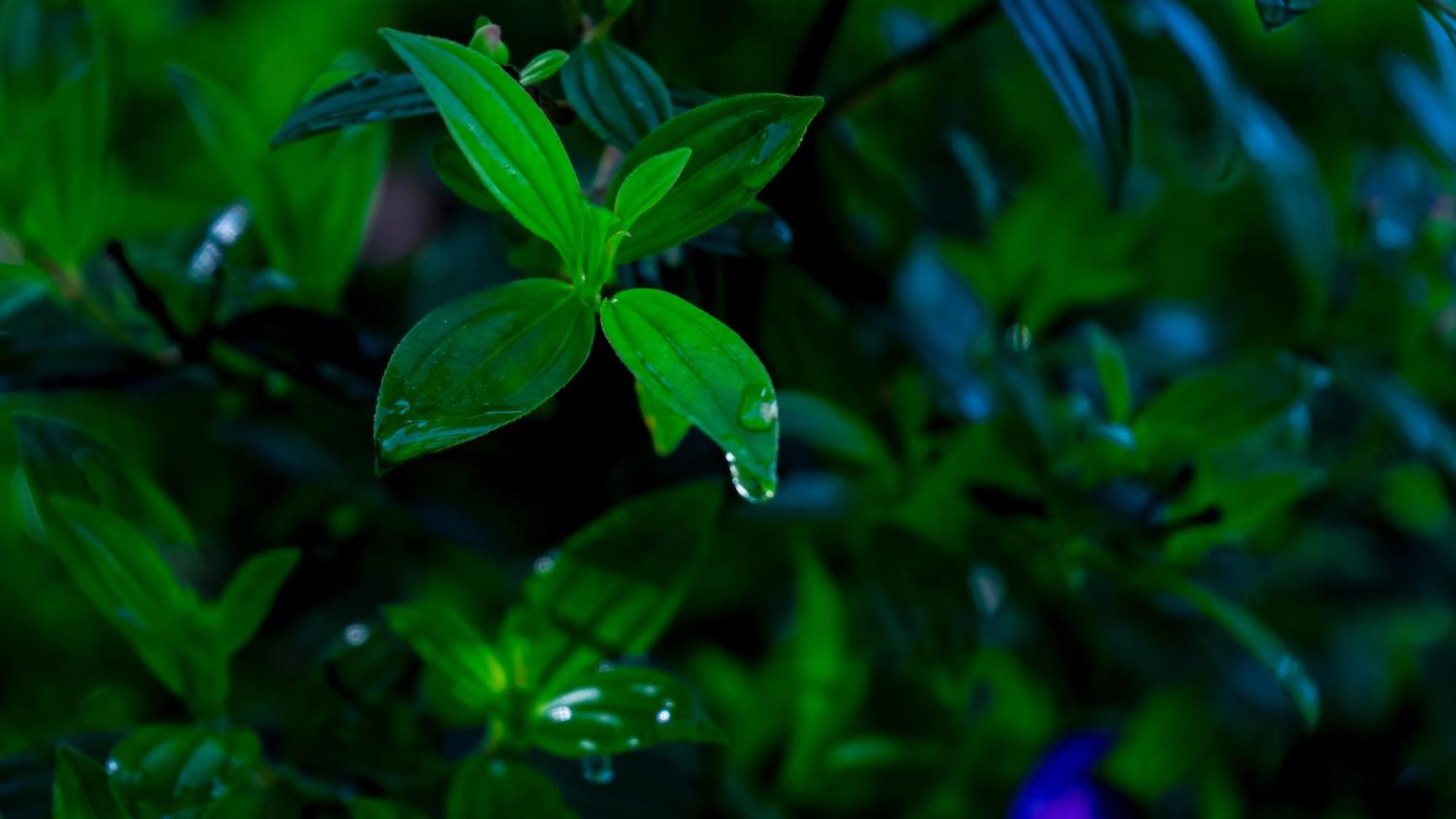 Vythiri Holiday Resort, Wayanad Exteriér fotografie